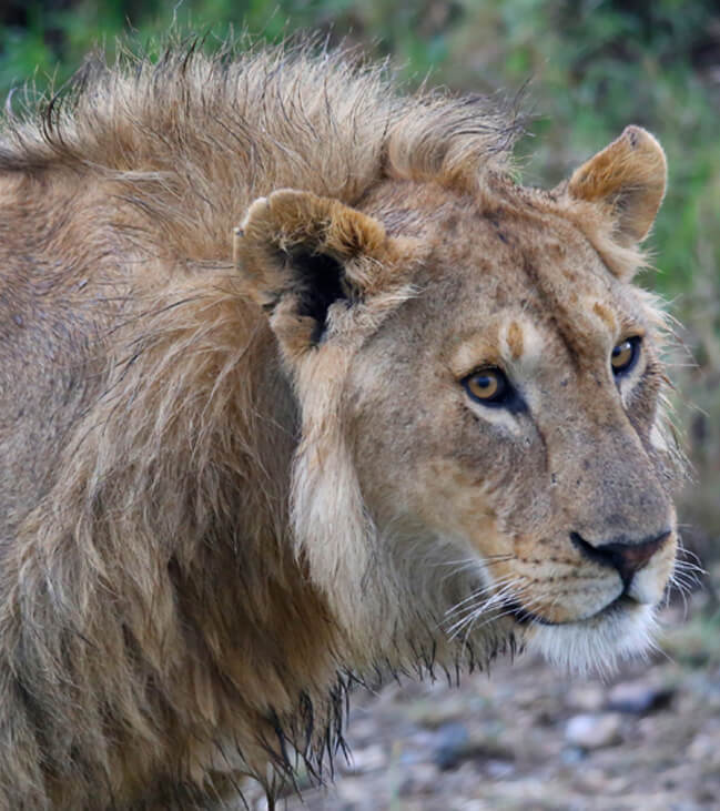 tanzania-lion