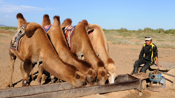 mongolia-camels-692646_1920