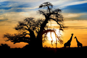 Spectacular African sunset with Baobab and Giraffe