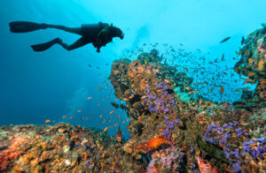 Scuba diver explore beautiful coral reef. Underwater photography in Indian ocean, Maldives