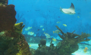 manta ray underwater-1394924